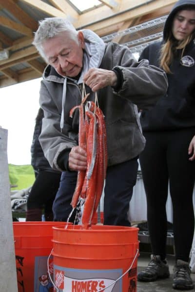 Mary Lou Bottorff pulls red salmon strips from a brining solution before hanging them to smoke.