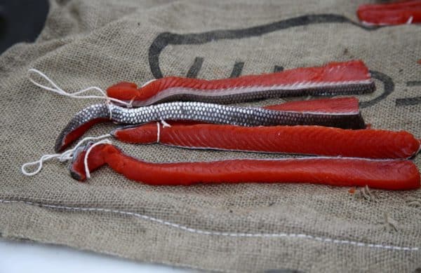 Red salmon strips are tied and ready for brining.