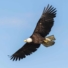 598901307-8-eagle