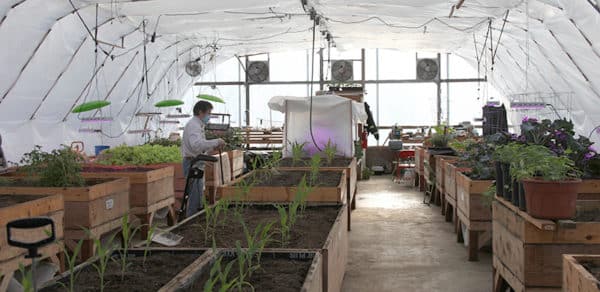 Greenhouse Coordinator Jeff Swan tends to the plants in the Tribe's Ch’k’denłyah yuyeh greenhouse.