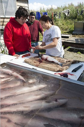 Joshua Grosvold, Jonny Wilson and Julianne Wilson process salmon