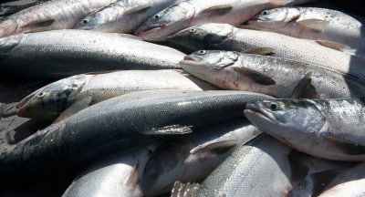 Red salmon, fresh from the Net, will serve Elders and others once the they have been processed by the senior campers.